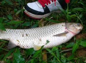 野生草魚(yú)多少錢(qián)一斤？野生草魚(yú)價(jià)格