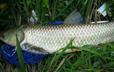 野生草魚(yú)多少錢(qián)一斤？野生草魚(yú)價(jià)格