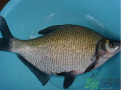 鳊魚多少錢一斤？野生鳊魚多少錢一斤？