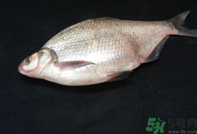 鳊魚多少錢一斤？野生鳊魚多少錢一斤？