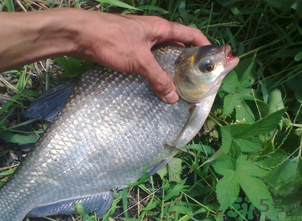 鳊魚多少錢一斤？野生鳊魚多少錢一斤？