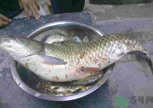 秋天夜釣草魚怎么釣？秋天夜釣草魚技巧