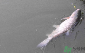 秋天夜釣草魚怎么釣？秋天夜釣草魚技巧