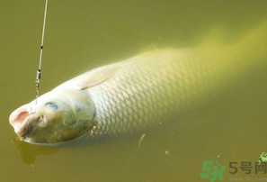 秋天夜釣草魚怎么釣？秋天夜釣草魚技巧