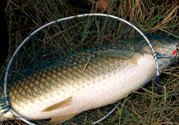 秋天夜釣草魚怎么釣？秋天夜釣草魚技巧