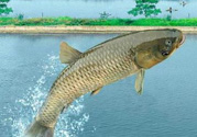 十月份釣青魚好釣嗎？釣青魚什么時(shí)間最好？
