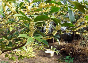 新鮮桂花怎么處理？新鮮桂花怎么保存？