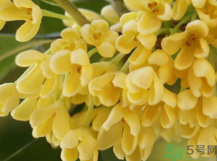 新鮮桂花怎么處理？新鮮桂花怎么保存？