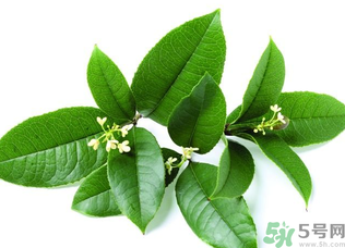 新鮮桂花怎么處理？新鮮桂花怎么保存？