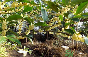 新鮮桂花能吃嗎？新鮮桂花怎么吃？