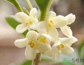 新鮮桂花可以做什么好吃的？新鮮桂花的做法大全