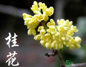 剛摘的桂花怎么處理？桂花摘下來怎么處理？
