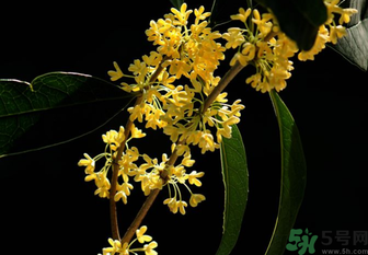 剛摘的桂花怎么處理？桂花摘下來怎么處理？