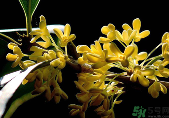 剛摘的桂花怎么處理？桂花摘下來怎么處理？