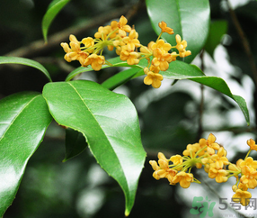 剛摘的桂花怎么清洗？新鮮桂花怎么清洗？