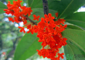 剛摘的桂花怎么清洗？新鮮桂花怎么清洗？