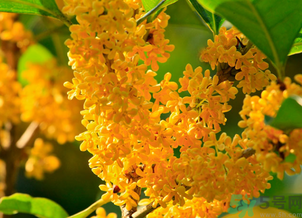 剛摘的桂花怎么清洗？新鮮桂花怎么清洗？