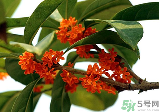 桂花怎么保存？桂花怎么保存香味？