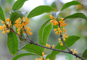 桂花怎么保存？桂花怎么保存香味？