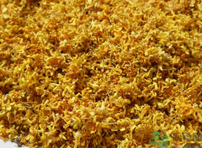  桂花多少錢(qián)一斤？桂花多少錢(qián)一兩？