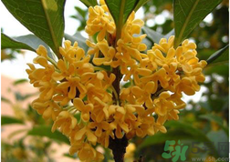 新鮮桂花怎么吃？新鮮桂花的食用方法