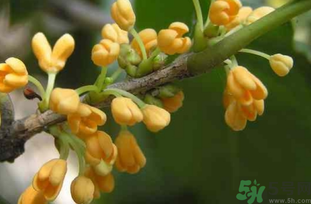 剛摘的桂花能吃嗎？剛摘的桂花可以吃嗎？