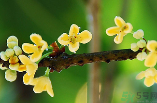 剛摘的桂花能吃嗎？剛摘的桂花可以吃嗎？