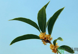 桂花可以做什么？新鮮桂花可以做什么？