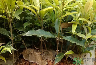 桂花可以做什么？新鮮桂花可以做什么？