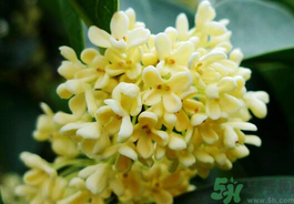剛摘的桂花有蟲怎么辦？干桂花長蟲怎么辦？