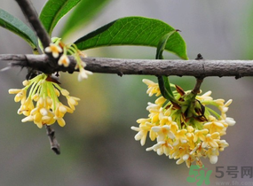 剛摘的桂花有蟲怎么辦？干桂花長蟲怎么辦？