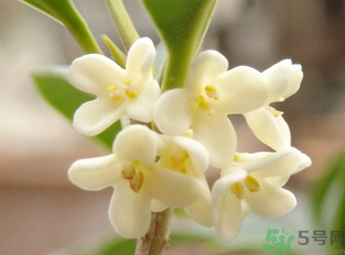 新鮮桂花怎么做干桂花？剛摘的桂花怎么處理成干桂花？