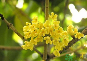桂花怎么曬干？桂花曬好后可以做什么？