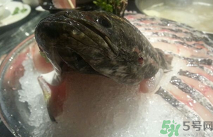 黑魚死了還能吃嗎？死黑魚能吃嗎？