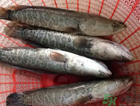 黑魚死了還能吃嗎？死黑魚能吃嗎？