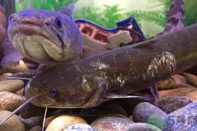 黑魚死了還能吃嗎？死黑魚能吃嗎？