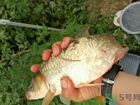 鯽魚死了多久不能吃？剛死的鯽魚能吃嗎？