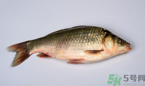 鯽魚死了多久不能吃？剛死的鯽魚能吃嗎？