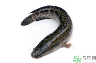 黑魚怎么洗掉身上的粘液？黑魚怎么洗才干凈？