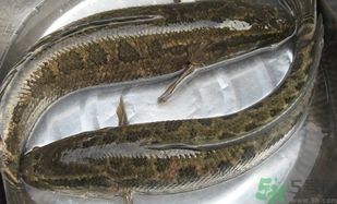 黑魚怎么洗掉身上的粘液？黑魚怎么洗才干凈？