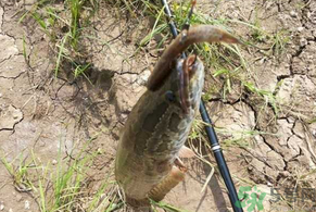 黑魚怎么釣？釣黑魚技巧