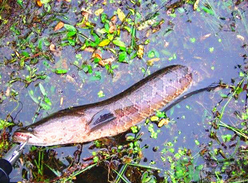 黑魚怎么釣？釣黑魚技巧