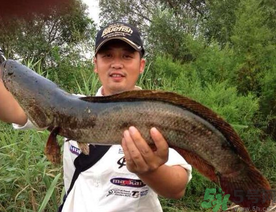 釣黑魚用什么餌？釣黑魚用什么餌最好？