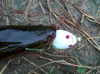 釣黑魚用什么餌？釣黑魚用什么餌最好？