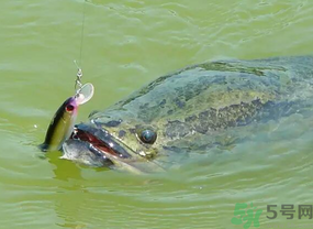 路亞釣黑魚用什么假餌？路亞釣黑魚用什么餌？