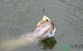 路亞釣黑魚用什么假餌？路亞釣黑魚用什么餌？