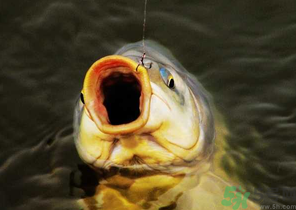 夜釣鯉魚(yú)用什么餌料？秋天夜釣鯉魚(yú)用什么餌料？