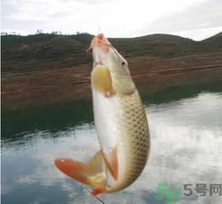 夜釣鯉魚(yú)用什么餌料？秋天夜釣鯉魚(yú)用什么餌料？