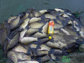 秋天夜釣鯽魚用什么餌料？秋天夜釣鯽魚餌料配方
