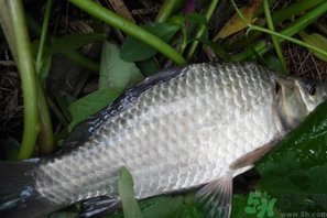 秋天夜釣鯽魚用什么餌料？秋天夜釣鯽魚餌料配方